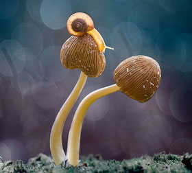 网页版电话攻击